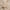 Alivo Tafelkleed - Organisch Katoen - Beige, Wit L250 x B140 cm