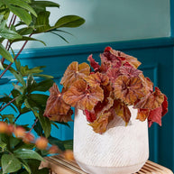 Yonker Plantentafel - Set van 2 - 